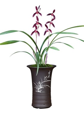 刘阁兰花苗 建兰高档紫色花暮山紫 夏带花苞出售室内花卉绿植盆栽