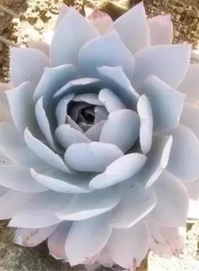 超粉多肉广寒宫多肉超大晚霞蓝光伯克利锦白玫瑰植物薄叶三仙