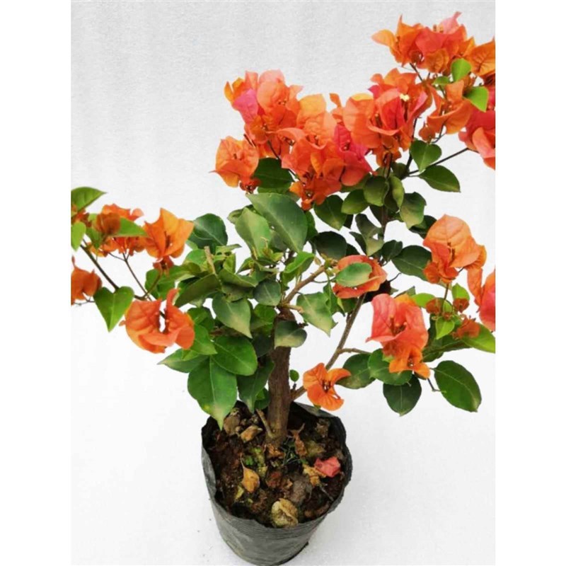 勤花三角梅树苗老桩耐寒爬藤植物重瓣四季开花盆栽庭院观花卉阳台