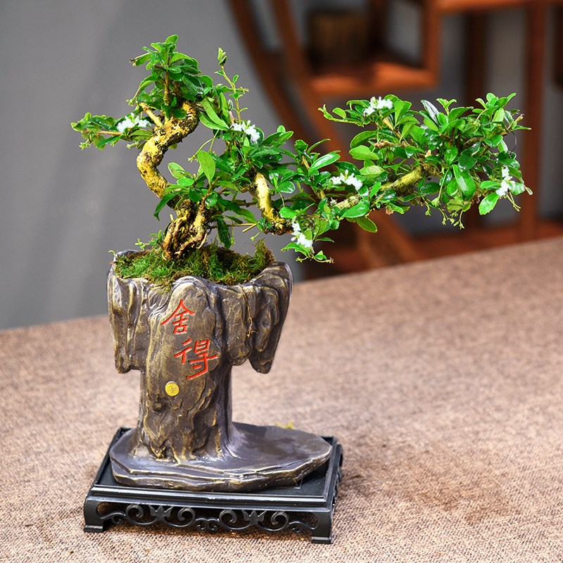 福建茶盆景中式古风植物桌面盆栽观赏悬崖造型室内绿植摆件好养