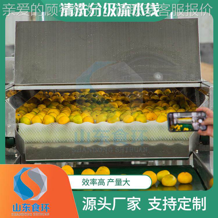 自全动苹果分级机 级芦柑分级机 果蔬分级清设DZC备金桔洗分流水