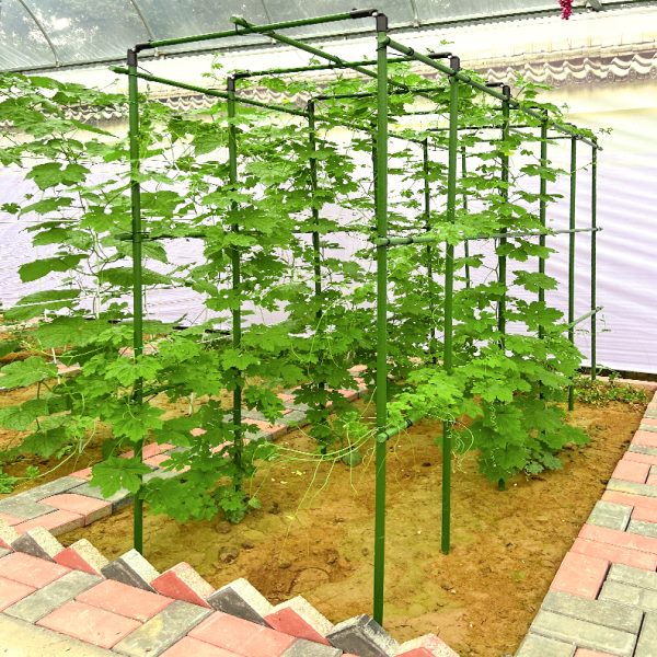 爬藤架葡萄攀爬杆黄瓜丝瓜豆角架种菜支架庭院园艺花卉植物支撑杆