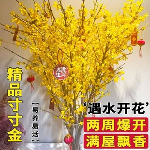 招财寸寸金鲜枝连翘干枝水培植物遇水开花卉室内懒人水养干支盆栽