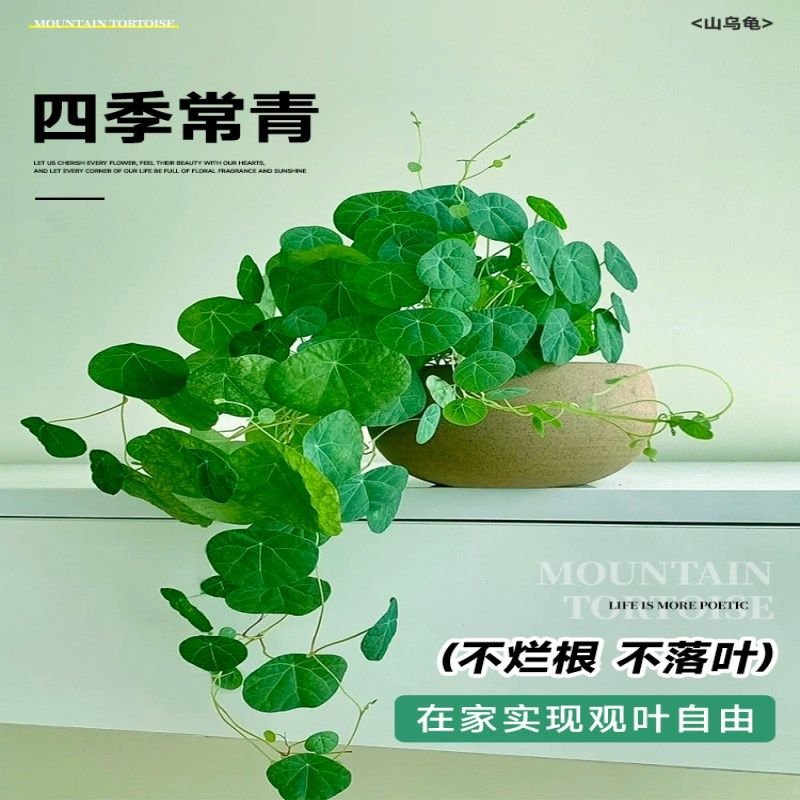 山乌龟爬藤植物盆栽室内红藤圆叶金不换阳台花园多肉块根花卉水培,鲜花速递/花卉仿真/绿植园艺,造型盆景,淘宝优惠券,粉丝福利购,淘宝优惠卷