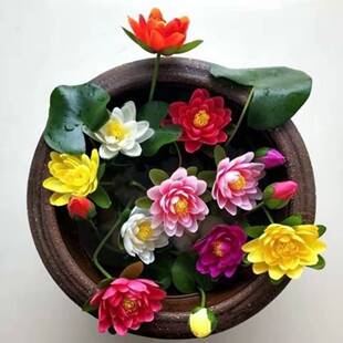 5颗迷你小睡莲四季水培带芽碗莲阳台水生植物微型荷花苗莲花盆栽