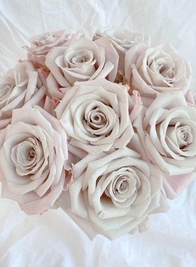 曼塔玫瑰花大盆栽复古灰色调肯尼亚切花月季阳台庭院四季花卉绿植