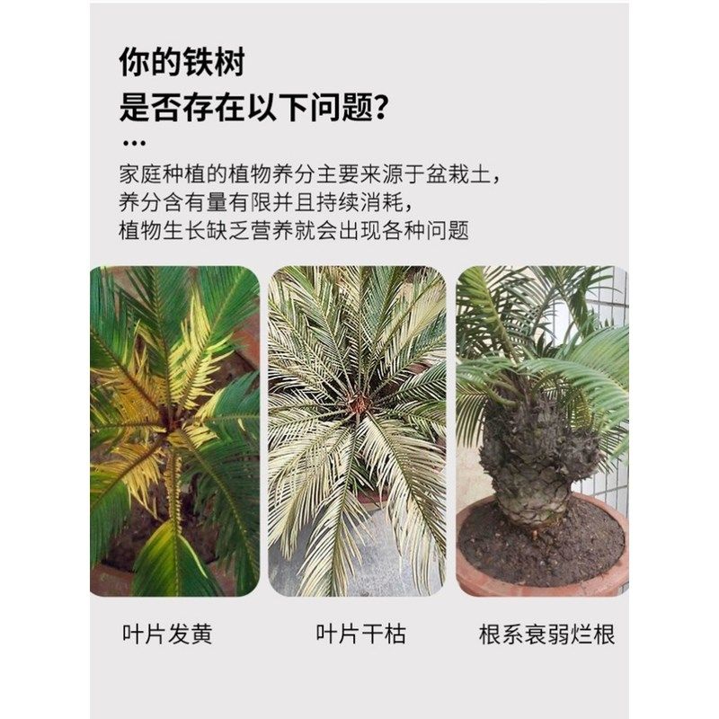铁树专用肥家用室内户外大型小型盆栽防治黄叶苏铁有机肥通用颗粒,鲜花速递/花卉仿真/绿植园艺,家庭园艺肥料,淘宝优惠券,粉丝福利购,淘宝优惠卷