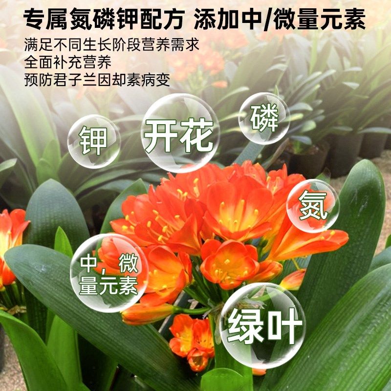 鸿运当头营养液花肥鸿运当头肥料专用肥盆栽促开花凤梨水溶液体肥,鲜花速递/花卉仿真/绿植园艺,家庭园艺肥料,淘宝优惠券,粉丝福利购,淘宝优惠卷