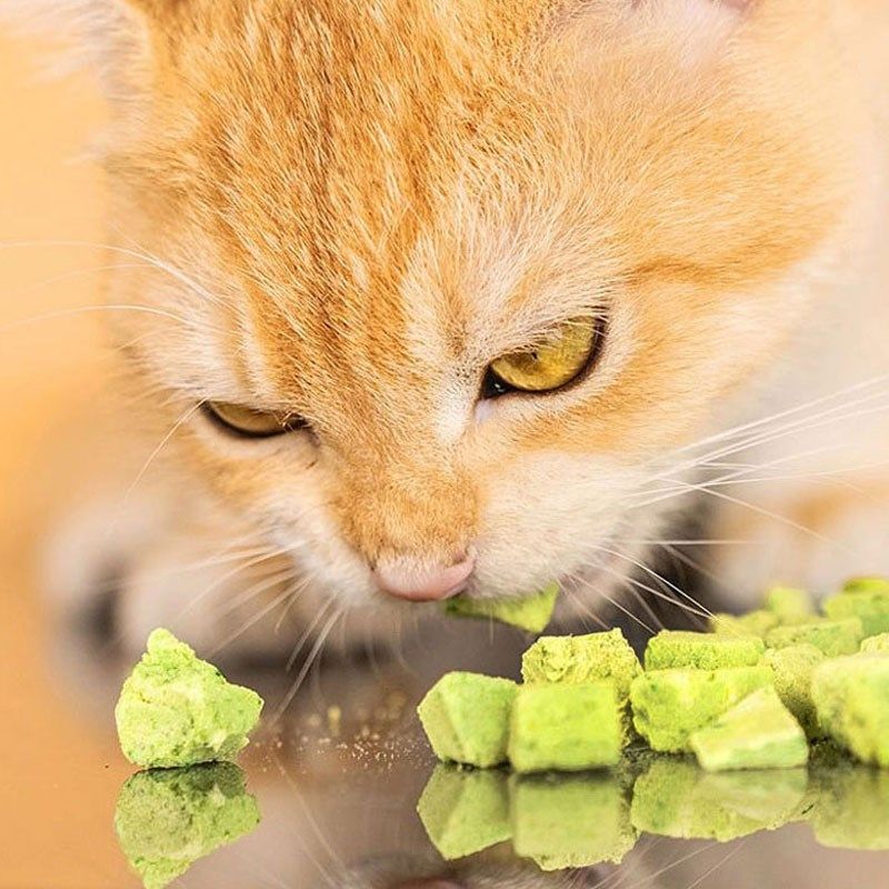 冻干猫草粒成幼小猫咪毛球温和英短布偶渐层丰富营养互动宠物零食,宠物/宠物食品及用品,猫草/猫草片,淘宝优惠券,粉丝福利购,淘宝优惠卷
