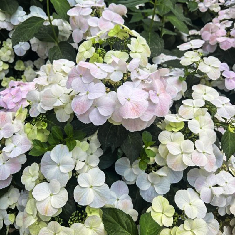落跑新娘绣球花盆栽大花苗庭院好养花卉植物无尽夏手鞠绣球