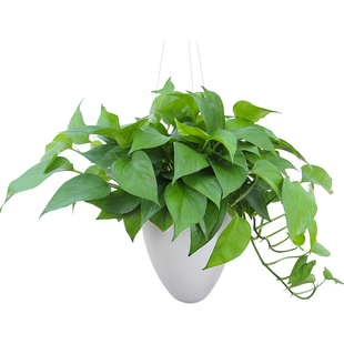 懒人花盆免浇水悬挂花盆免钉壁挂盆创意绿植花卉种植盆水培绿植盆