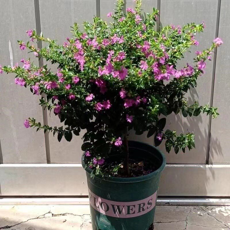 年宵花满天星盆栽独杆棒棒糖植物带花四季好养净化空气室内绿植花