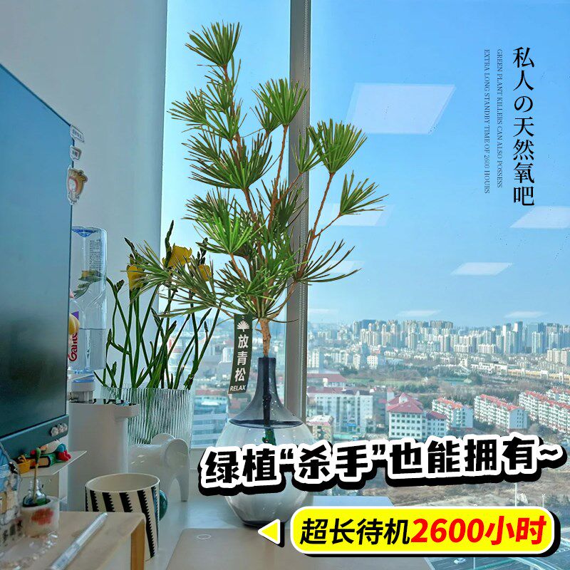 放青松水培植物办公室内桌面适合懒人养的花卉绿植四季好养除甲醛