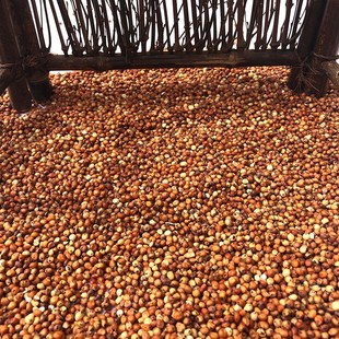 炫料鸽子饲料带壳红高粱高粱米鹦鹉鸟食仓鼠白鸽信鸽宠物粮食饲料