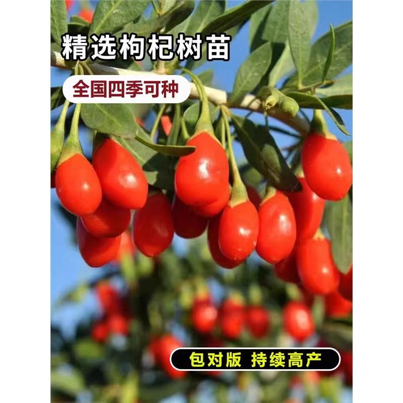 枸杞树苗宁夏红黑枸杞黄枸杞地栽盆栽南北方食用保健蔬菜阳台庭院