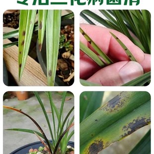兰花专用杀菌药黑斑病叶斑炭疽治黄叶焦尖叶子蝴蝶兰君子兰营养液