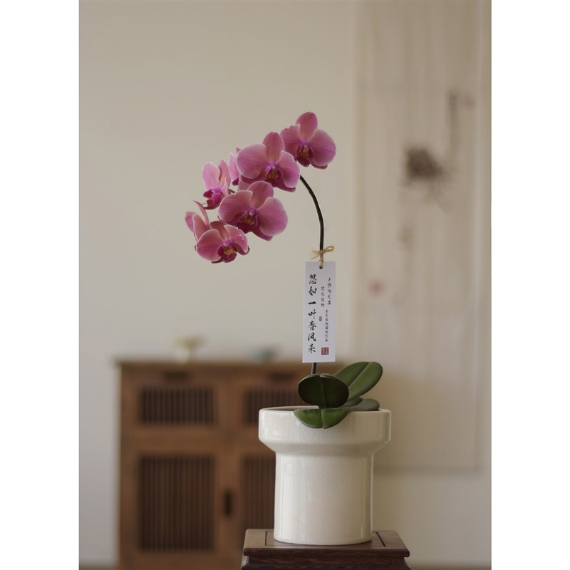 春天到家 稀有品种蝴蝶兰纳博纳盆栽带花室内桌面装饰送礼盆栽