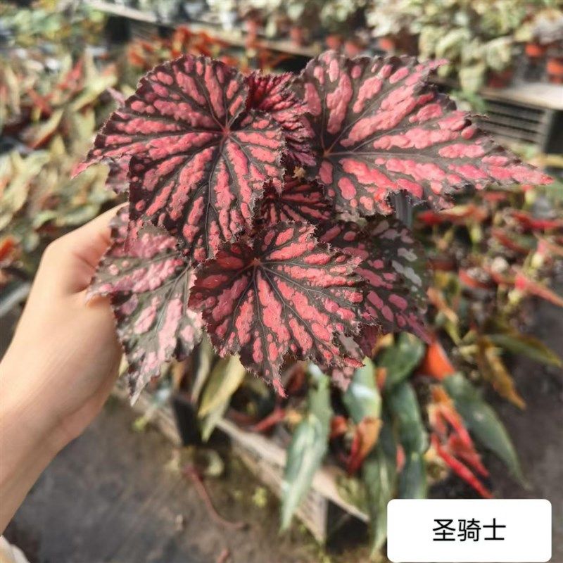 圣骑士秋海棠蟆叶室内网红盆栽丝型福寿植物鸟观叶赏花盆栽花卉,鲜花速递/花卉仿真/绿植园艺,时令草本花卉,淘宝优惠券,粉丝福利购,淘宝优惠卷