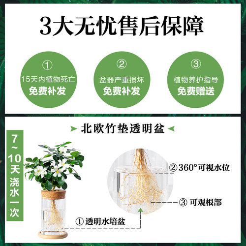 竹芋九里香文竹花卉盆栽水培植物办公室内桌面水养好养桌面小绿植