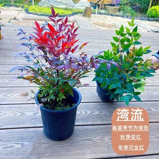 南天竹盆栽红宝石火焰湾r流暮光之城阳台庭院四季不落叶耐寒热好