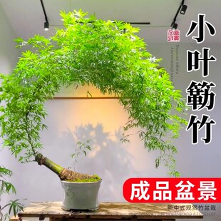 小叶簕竹成品盆景室内竹子盆栽老桩茶室桌禅意绿植办公室桌面植物