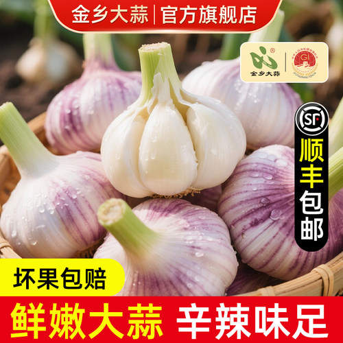 金乡当季现挖新鲜大蒜头顺丰包邮