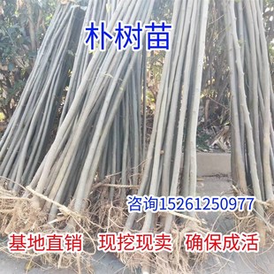 朴树苗拆迁占地苗工程绿化苗庭院别墅景观树N苗朴树小苗行道大树