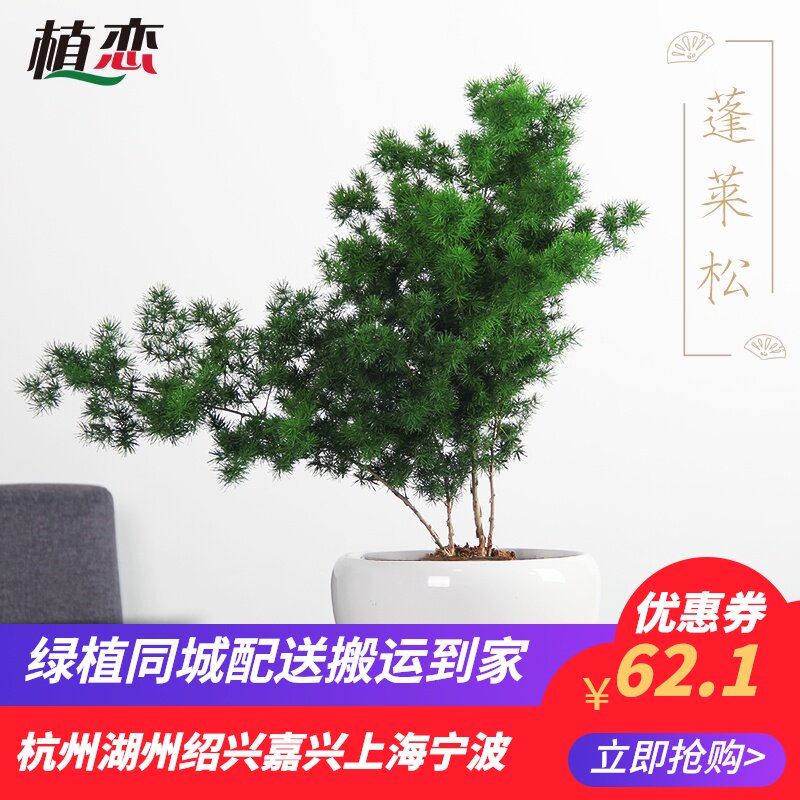 蓬莱松小盆景 绿植盆栽松柏植物 室内外好养植物阳台花园庭院杭州图片