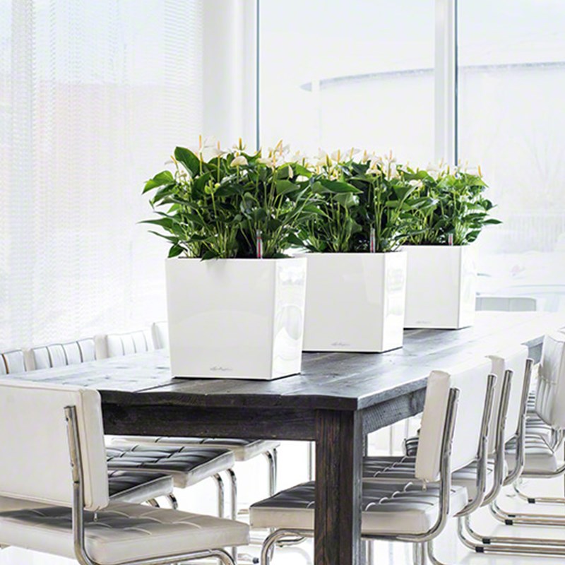 Lechuz德国自动吸水花盆酒店地面大号方形绿植树脂cube 0