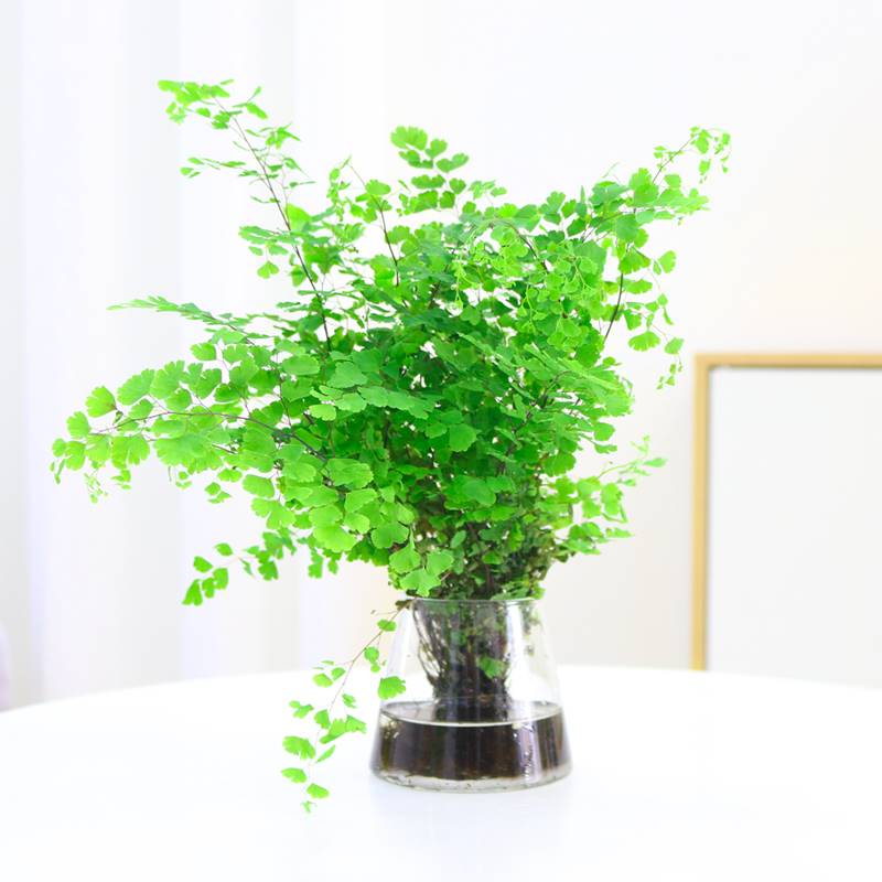 水培植物铁线蕨耐阴净化空气室内盆栽铁丝草客厅花卉四季好养绿植