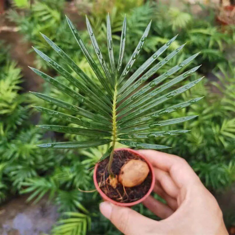 铁树盆栽苏铁小苗盆景创意北欧风桌面玄关茶台绿植耐寒迷你小植物图片