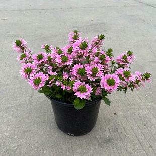 草海桐半扇花盆栽蓝扇花庭院阳台花园多年生四季花卉耐热带花发货