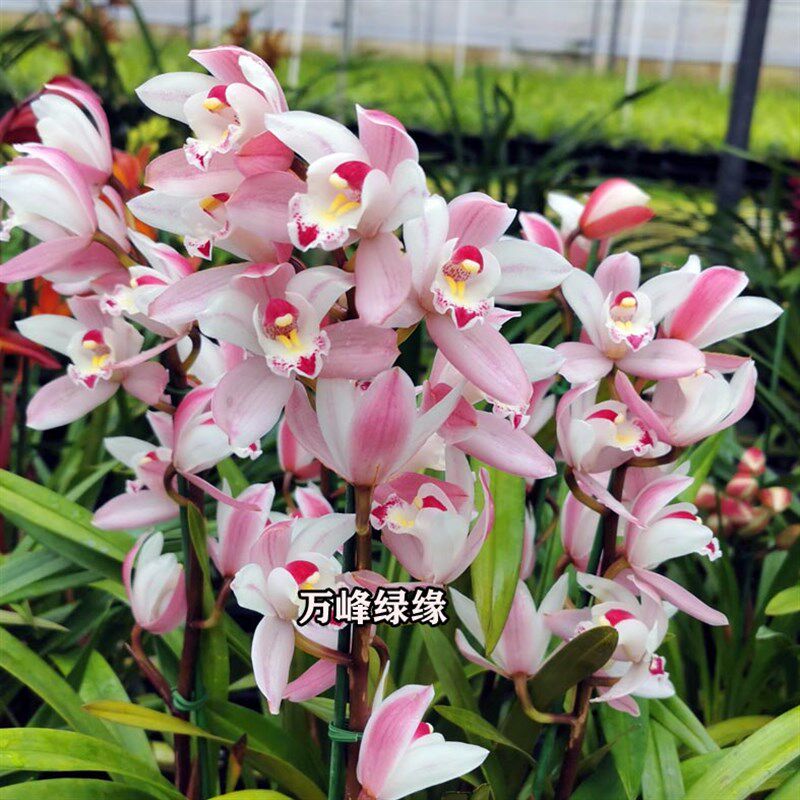 绿缘兰花苗四季兰小花蕙兰 雪梅 粉色杂交兰淡香桌面绿植室内盆栽图片