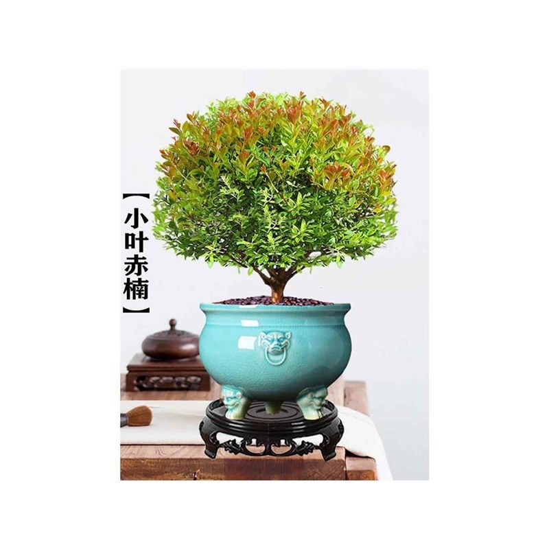 小叶赤楠老桩盆景树苗办公室内外桌面绿植物四季好养阳台盆栽花卉图片