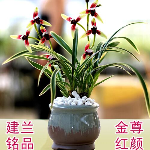 有香味的兰花苗 金尊红颜 w建兰四季兰开花浓香室内茶桌花卉盆栽