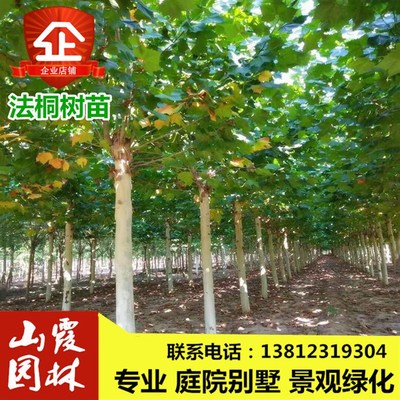法国梧桐树苗法桐树苗绿化苗木法桐树苗小苗法P桐苗 速生法桐树苗