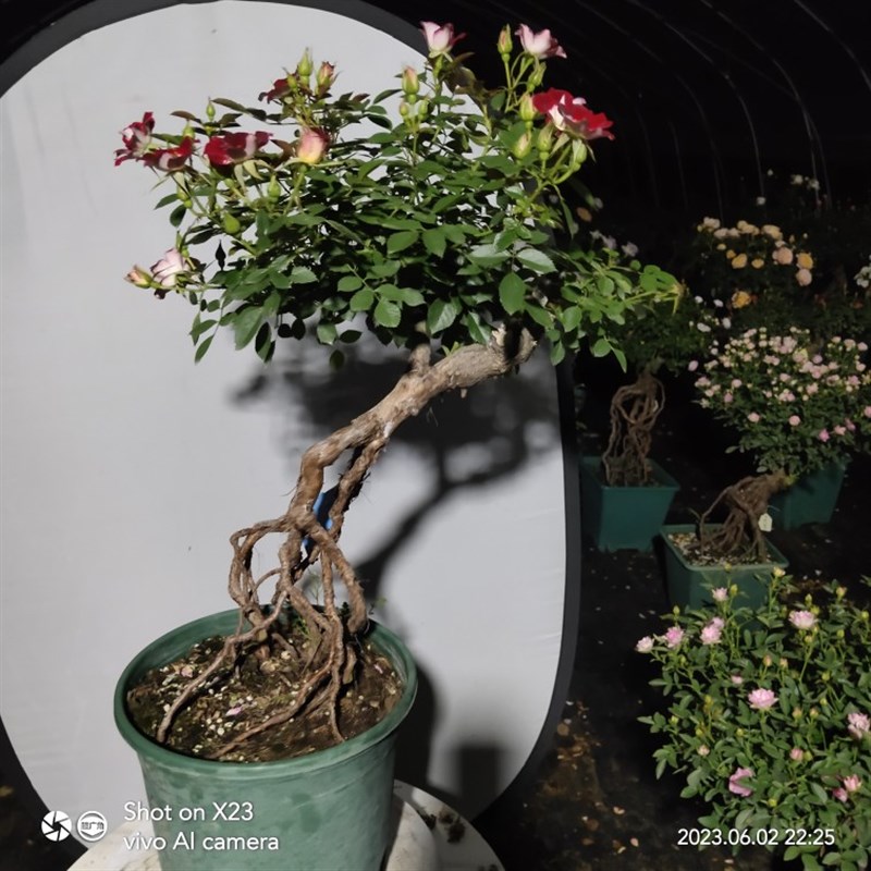 提根造型月季盆景 小画家红色多头开花R阳台楼顶窗台庭院