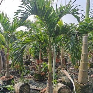 圣诞椰子树d圣诞椰子盆栽真绿植棕榈植物大型绿植热带植物室外庭