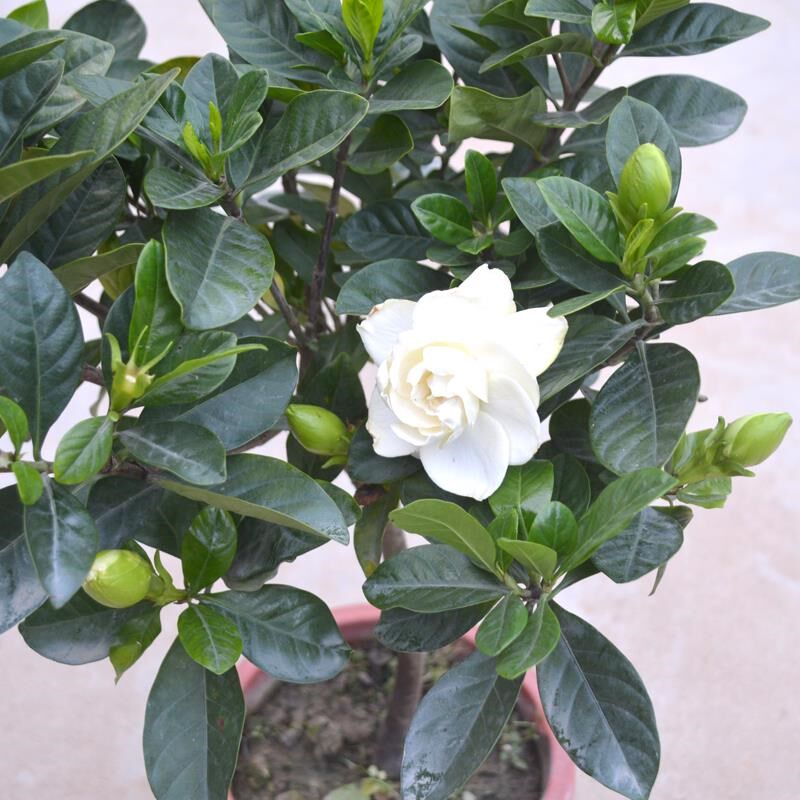 牡丹栀子花苗绿植小叶四季开x花枝子花树苗阳台室内盆栽花卉植物