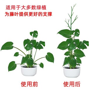 文竹支撑架植物固定防倒伏龟背竹支撑杆绿萝O爬藤花架支架园艺造