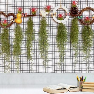 空气凤梨老人须无土植物垂挂w松萝吸甲醛室内阳台吊挂懒人花卉绿