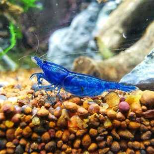 【蓝琉璃观赏虾】蓝丝绒虾观赏虾工具虾草缸清洁虾鱼缸宠物虾米虾