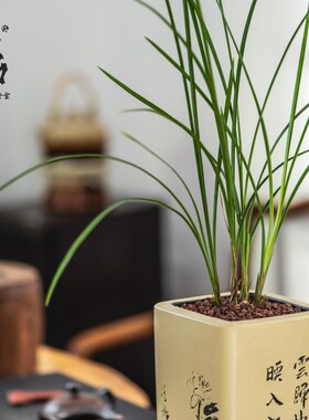 原生老种名贵细叶立叶兰花草精品D莲瓣兰小雪素素花桌面花卉绿植