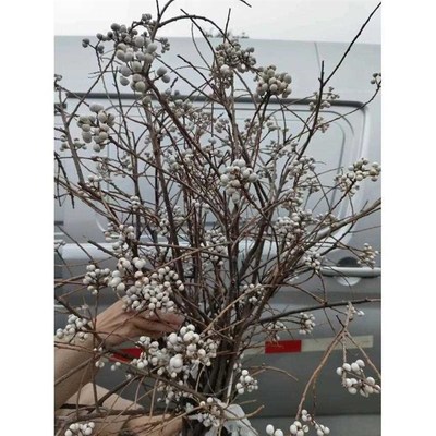 小白果乌桕果花束装饰品家居干花干树N枝花瓶插花摆件手工