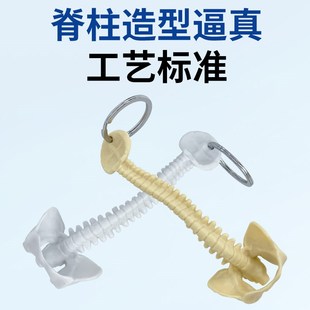 小型人体脊柱模型 钥匙扣 汽车摆件创意礼品 内脏模型 锁匙扣挂件