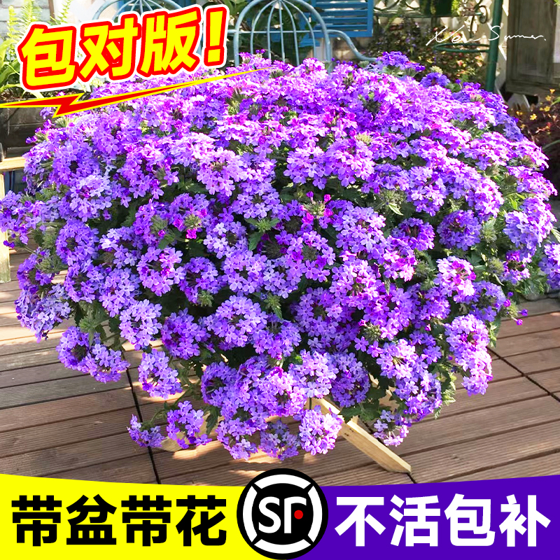 细叶美女樱盆栽大苗室内花卉阳台好养绿植多年生耐V寒耐热四季开