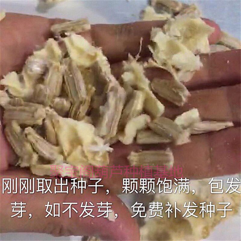 巨型特大超大莲头葫芦种亚腰八宝三挺庭文玩小八宝鹤首酒瓢子籽