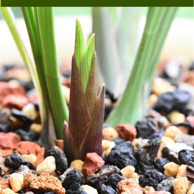 包邮六合一腐熟兰花专用营养土君子兰蝴蝶兰养植料透气透水专用土