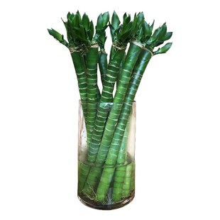 龙竹带根富贵竹植物水养水培粗杆花瓶盆栽专用水竹土养招财节节高