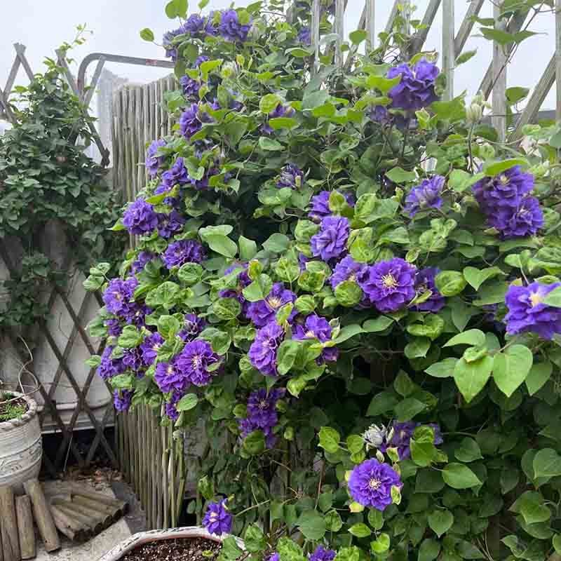 卡纳瓦铁线莲盆栽爬藤植物大苗重瓣大花藤本花卉庭院无刺耐热攀爬